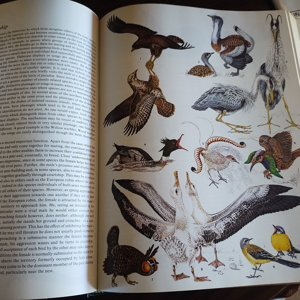 Birds:‎ Their Life, Their Ways, Their World Book - Picture 3 of 4